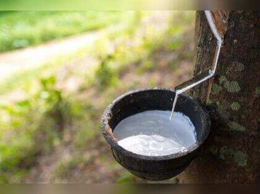 Evening rubber tapping may yield more latex, research finds