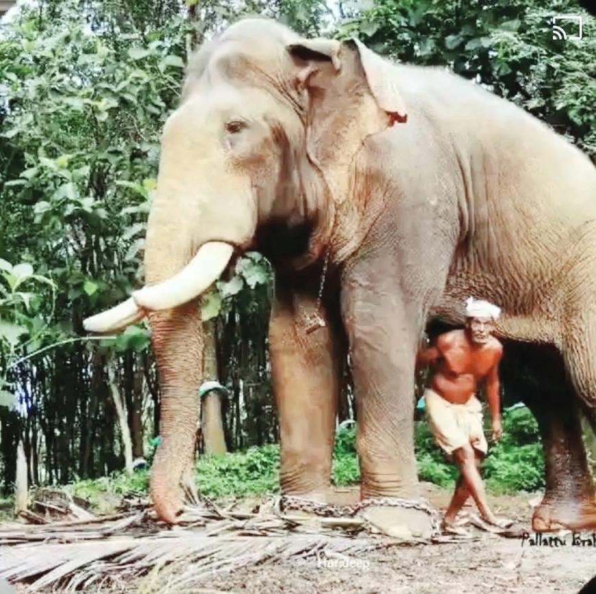 Hundreds pay tribute, bid goodbye to gentle giant Brahmadathan